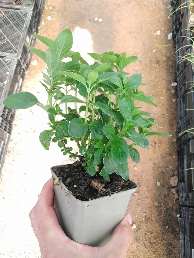 Basilikaminttu - 1. 7. 2025