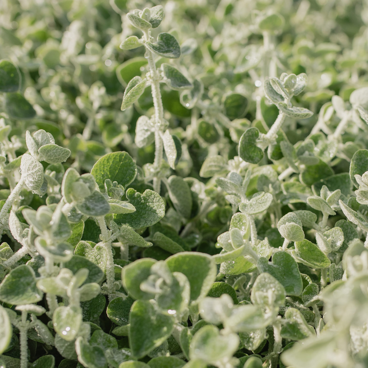 Vale-erakonyrtti, Loukykvět