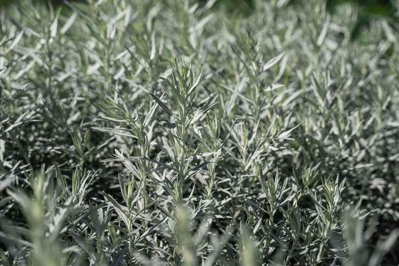 Artemisa Silver Queen, Loukykvět