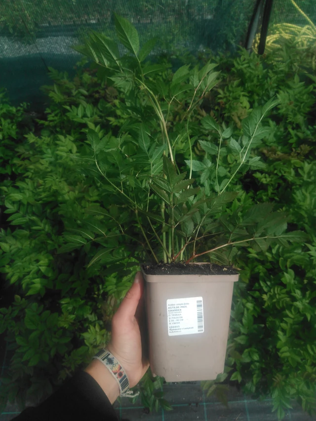 Jaloangervo Paul Gaarder - 2024