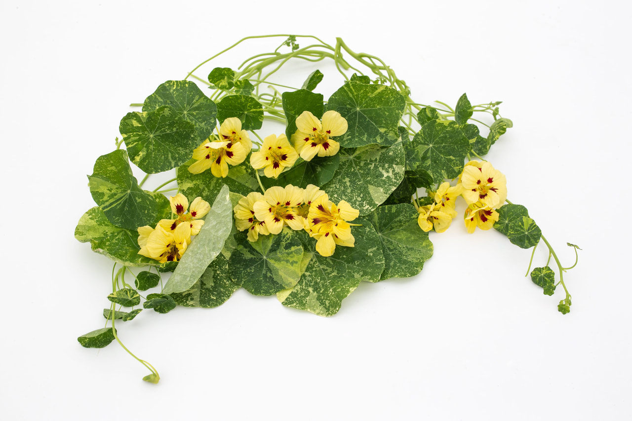 Capuchina Troika Cream, Loukykvět