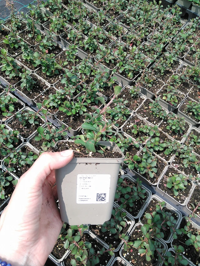 Lyijykukka - 9. 6. 2025