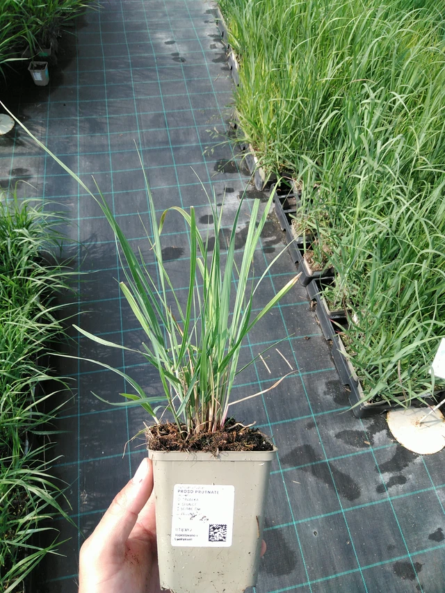 Lännenhirssi - 24. 6. 2025