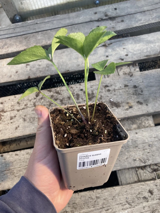 Jouluruusu Queens Picotee - 2024