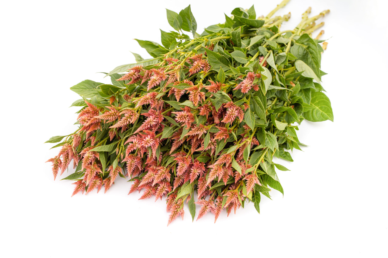 Kukonharja Celway Salmon, Loukykvět