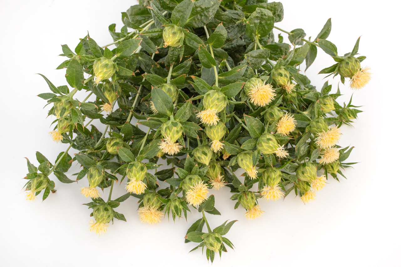 Safflower White Grenade, Loukykvět