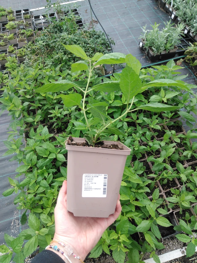 Punalatva Album - 2024