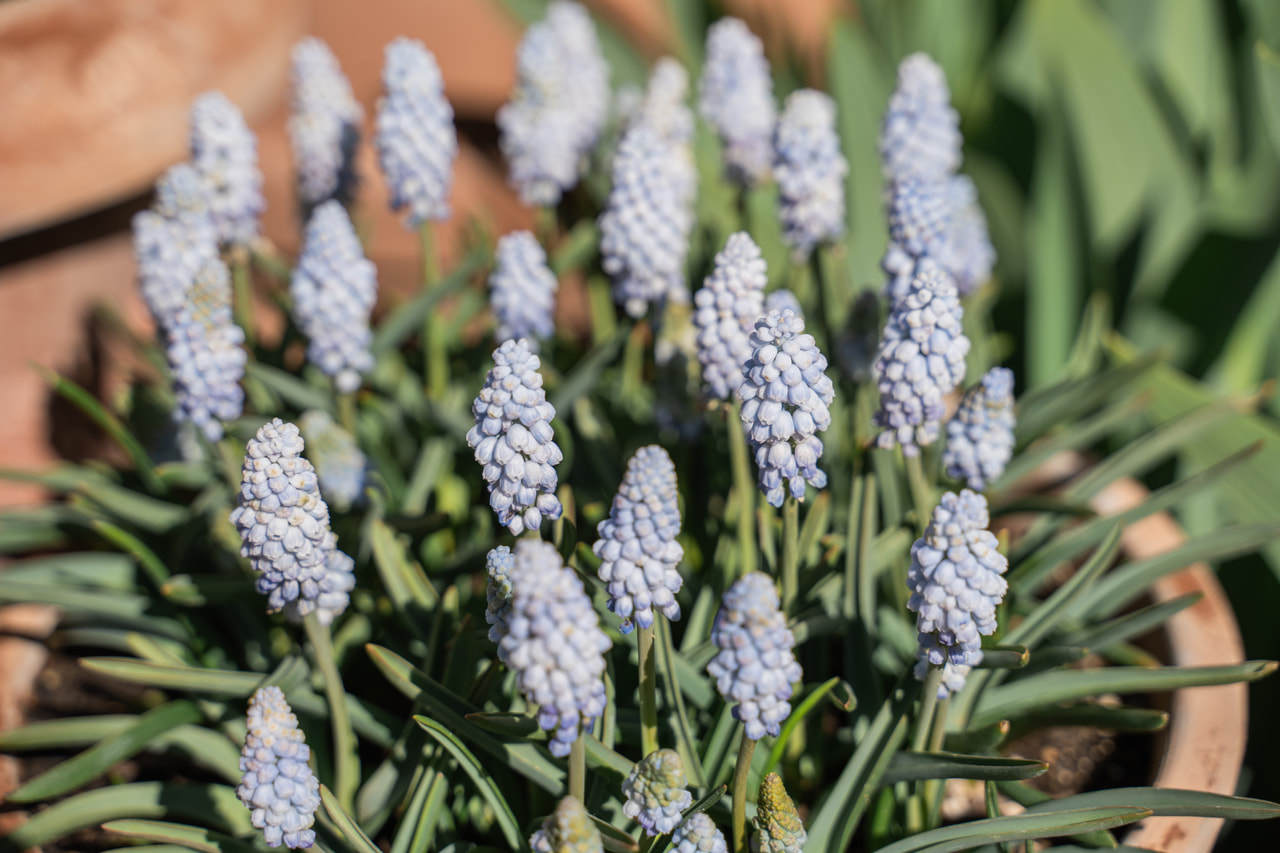 Grape Hyacinth Baby’s Breath, Loukykvět
