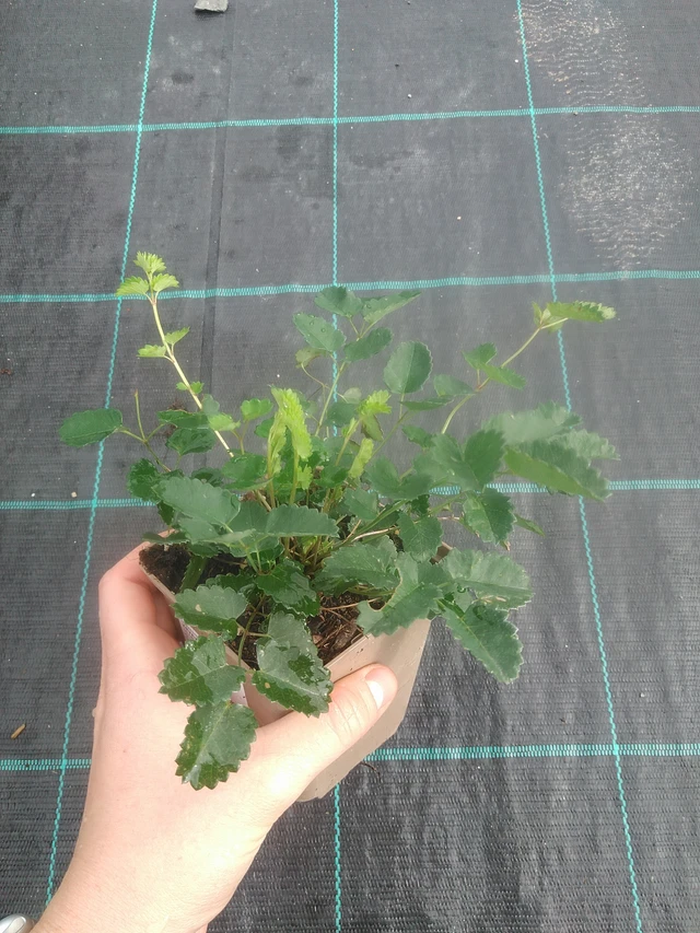 Luppio - 17. 7. 2025