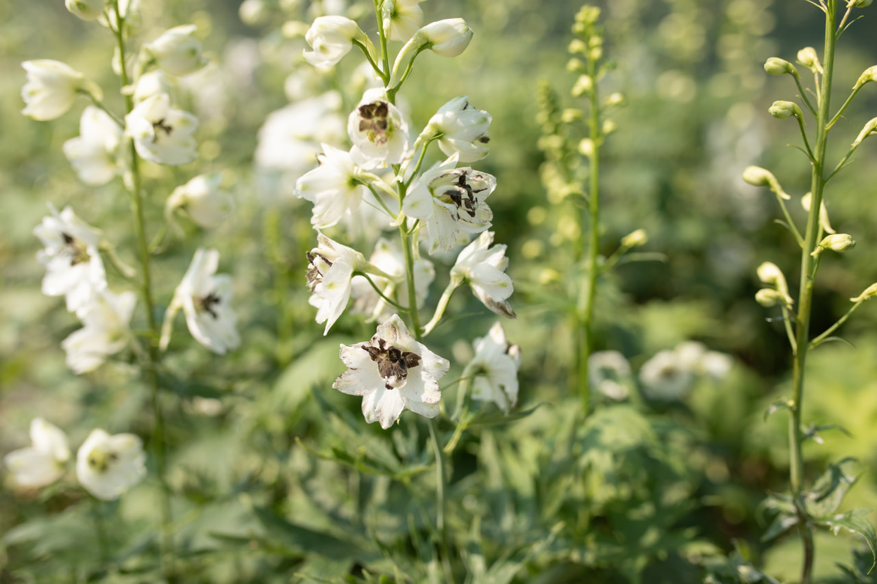 Delphinium Magic Fountains White (Dark Bee), Loukykvět