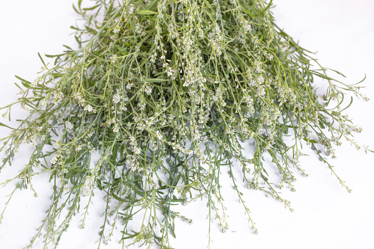 Vihanneskrassi Fine Curled, Loukykvět