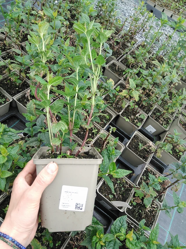 Päivänsilmä Asahi - 9. 6. 2025