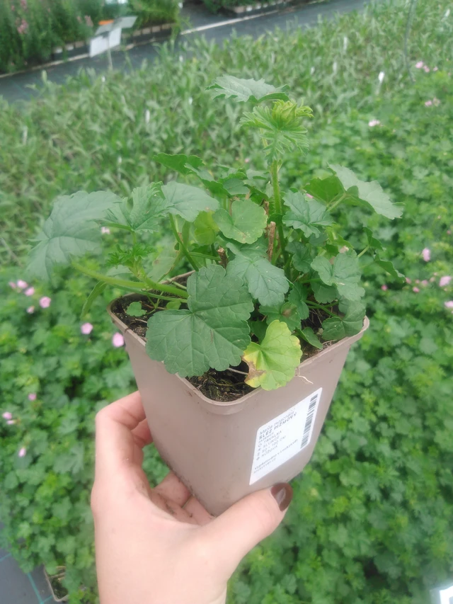 Malva moschata - 2024