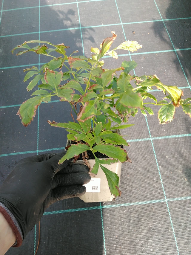 Jaloangervo Europa - 31. 10. 2025