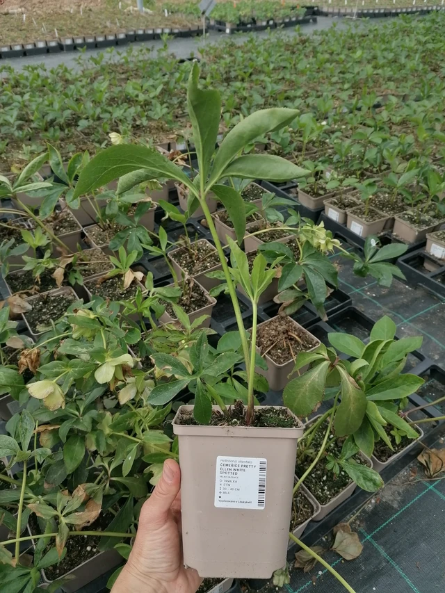 Jouluruusu Pretty Ellen White Spotted - 2024