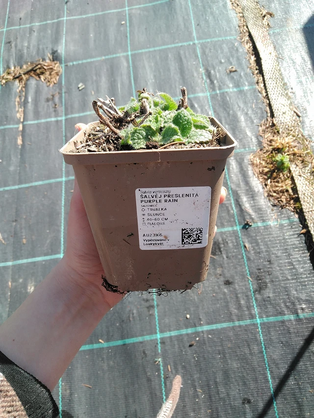 Salvia verticillata Purple Rain - 7. 4. 2026