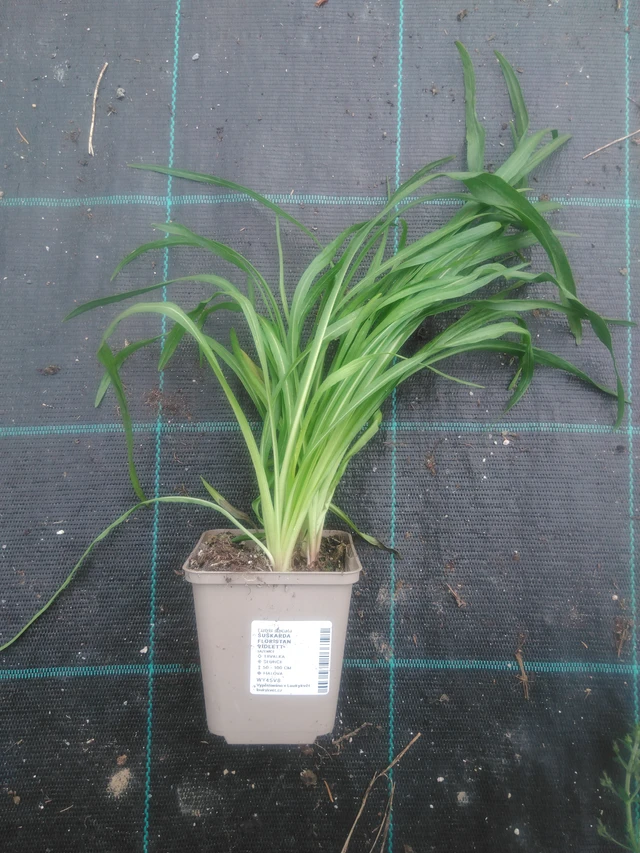 Liatris Floristan Violett - 2024