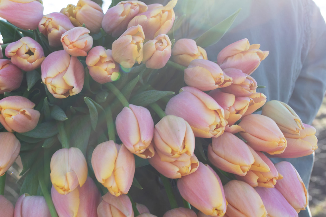 Tulppaani Coral Pride (Zantuel), Loukykvět