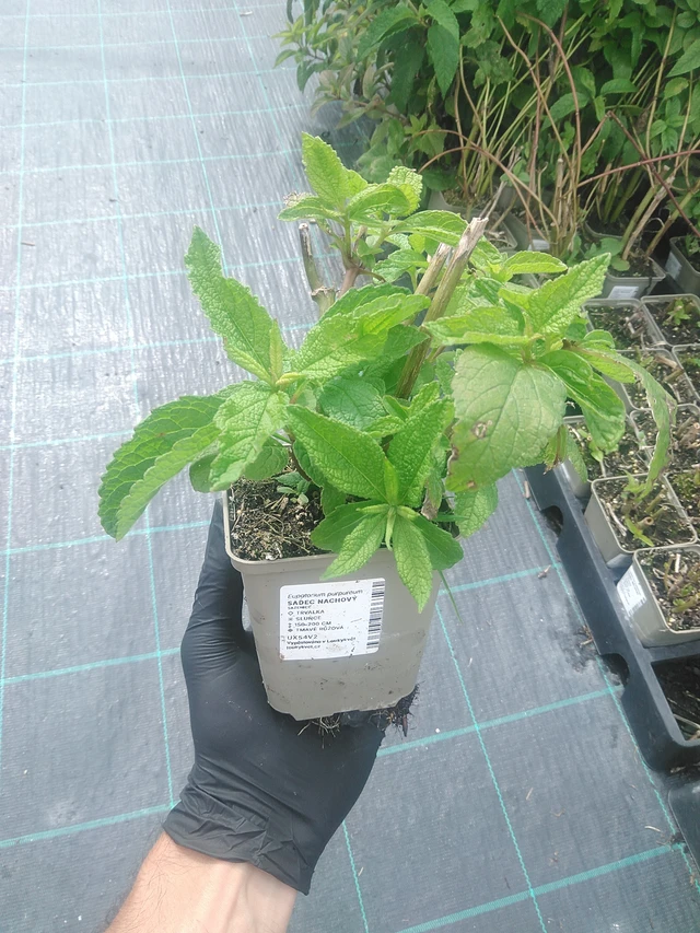 Purppurapunalatva - 10. 9. 2025