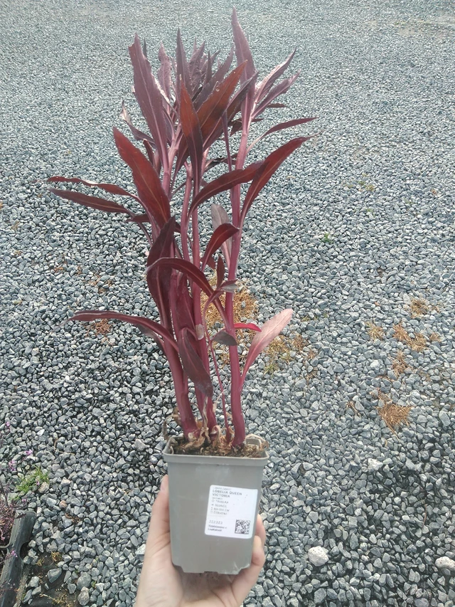 Lobelia Queen Victoria - 22. 7. 2026