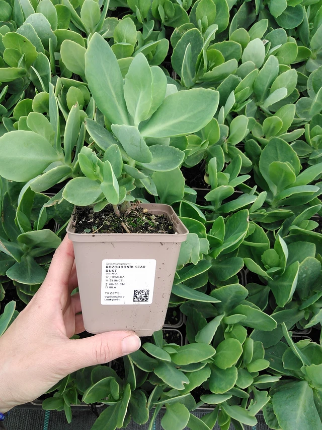 Komeamaksaruoho Star Dust - 9. 6. 2025