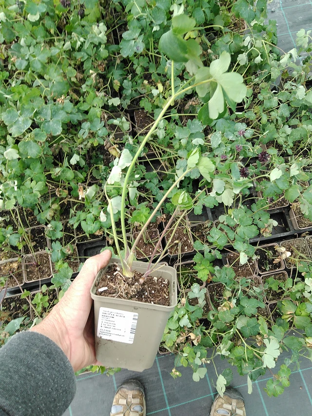 Lehtoakileija Black Barlow - 9. 6. 2025