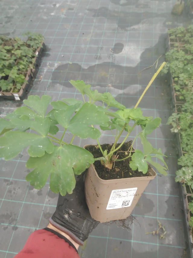 Lehtoakileija Nora Barlow - 23. 10. 2025