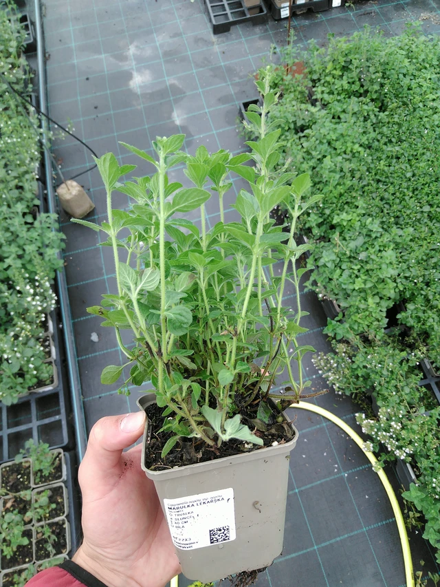 Kivikkokäenminttu - 28. 7. 2025