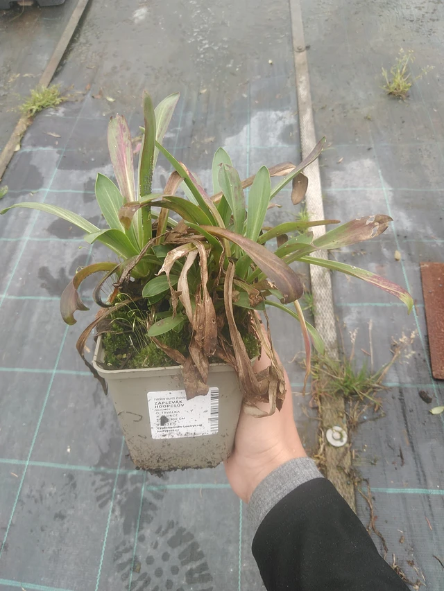 Komeahohdekukka - 10. 10. 2025