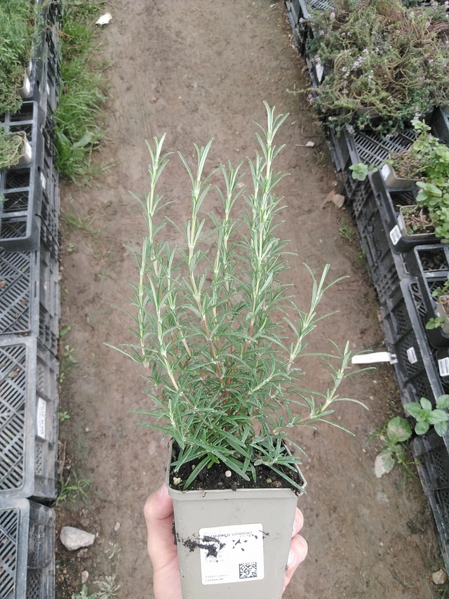 Romero Upright Pink - 1. 8. 2025