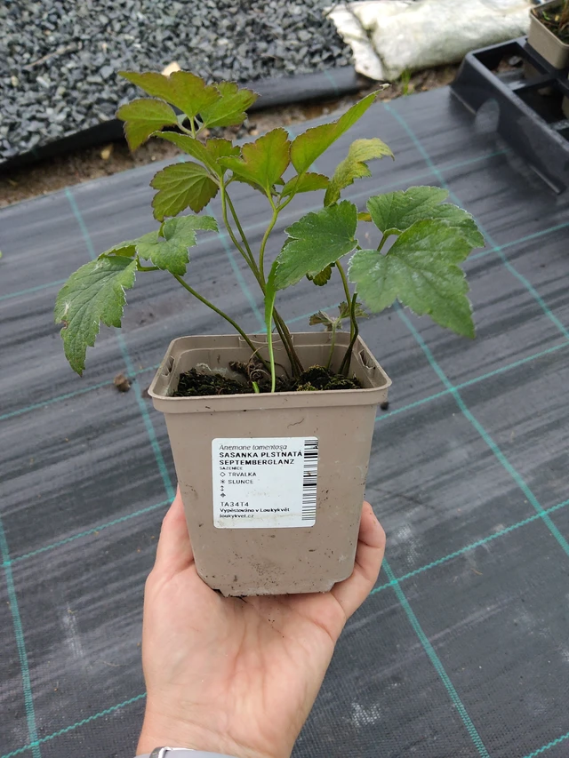 Hopeasyysvuokko Septemberglanz - 10. 9. 2025