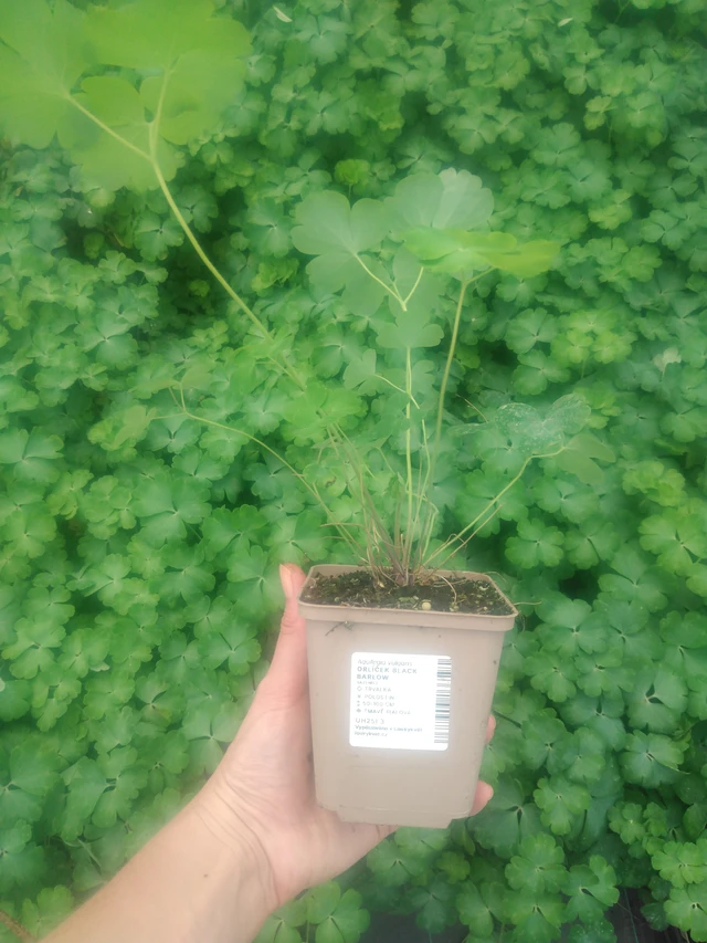 Lehtoakileija Black Barlow - 2024