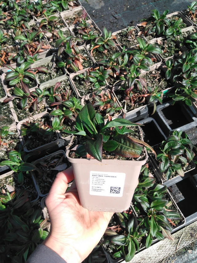 Konnantatar Superba - 13. 5. 2025