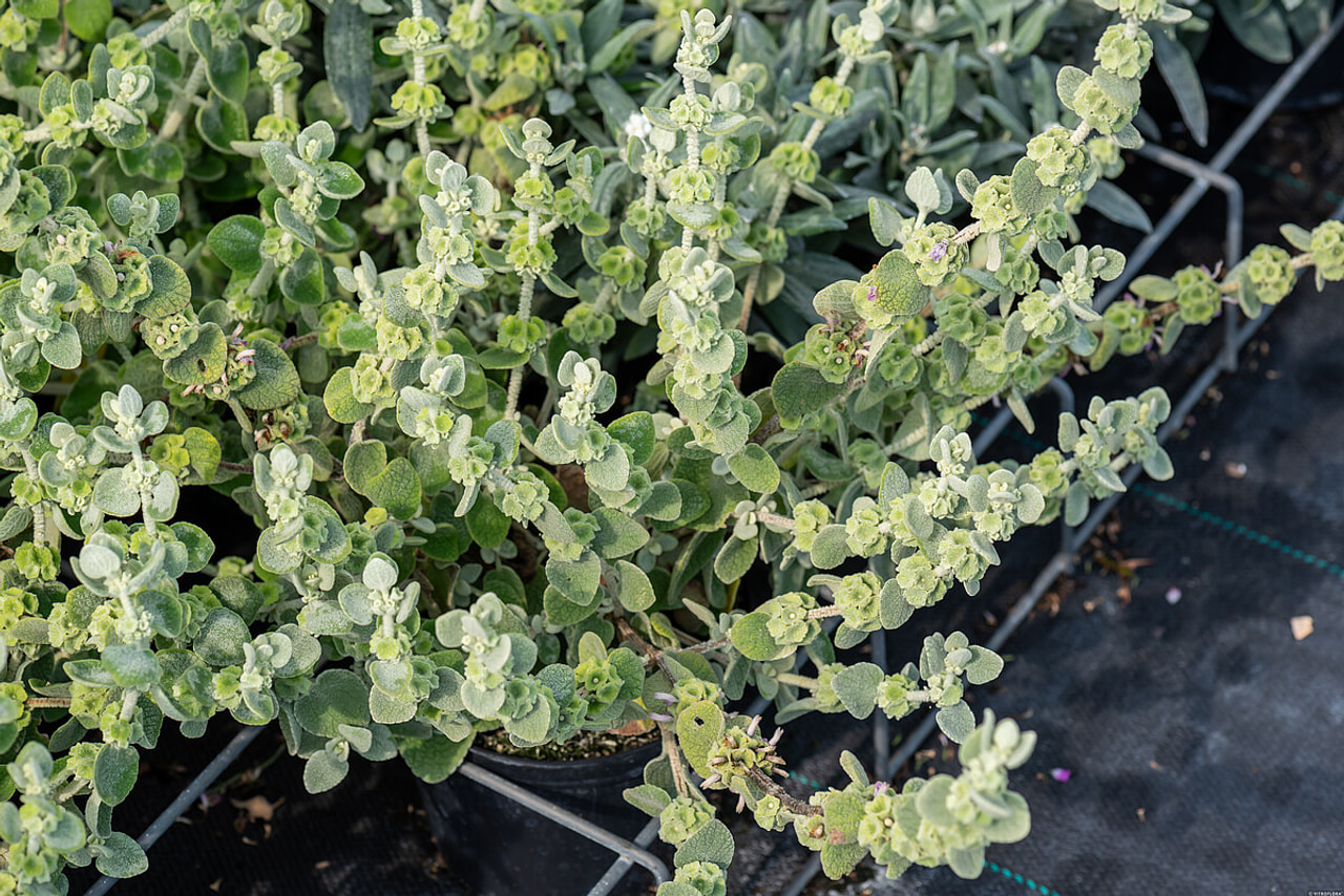 Vale-erakonyrtti, Loukykvět