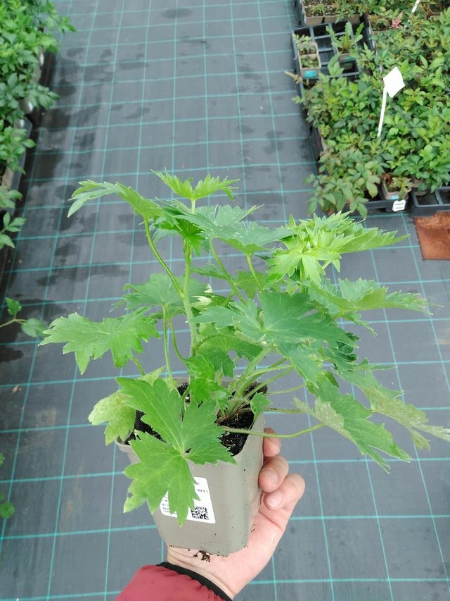 Espuela de caballero Magic Fountains Dark Blue (White Bee) - 28. 7. 2025