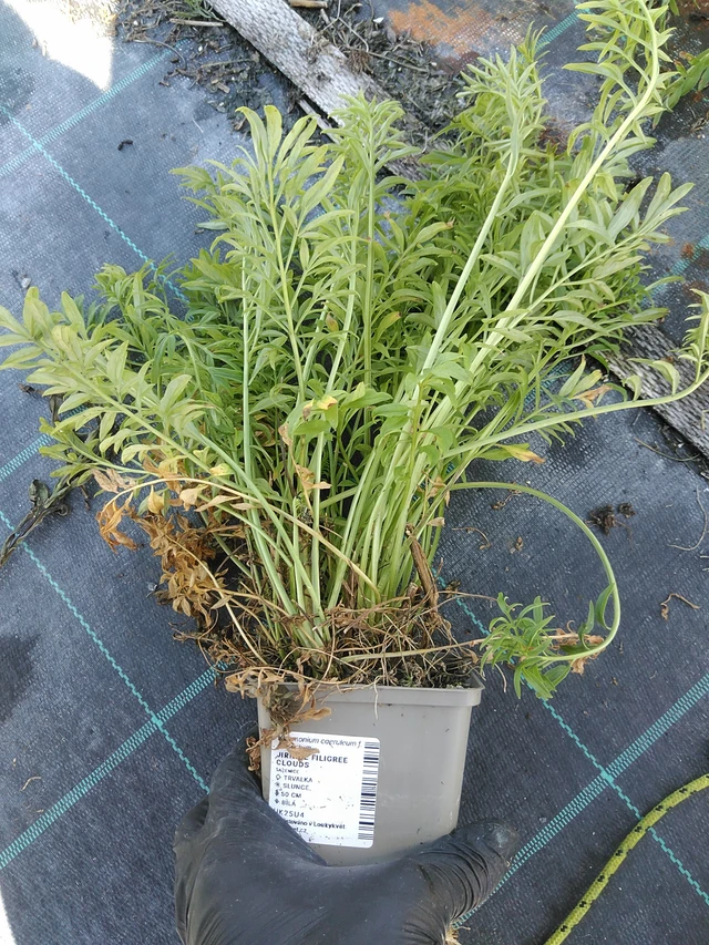 Sinilatva Filigree Clouds - 19. 8. 2025