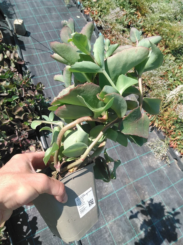 Sedum Matrona - 24. 6. 2025