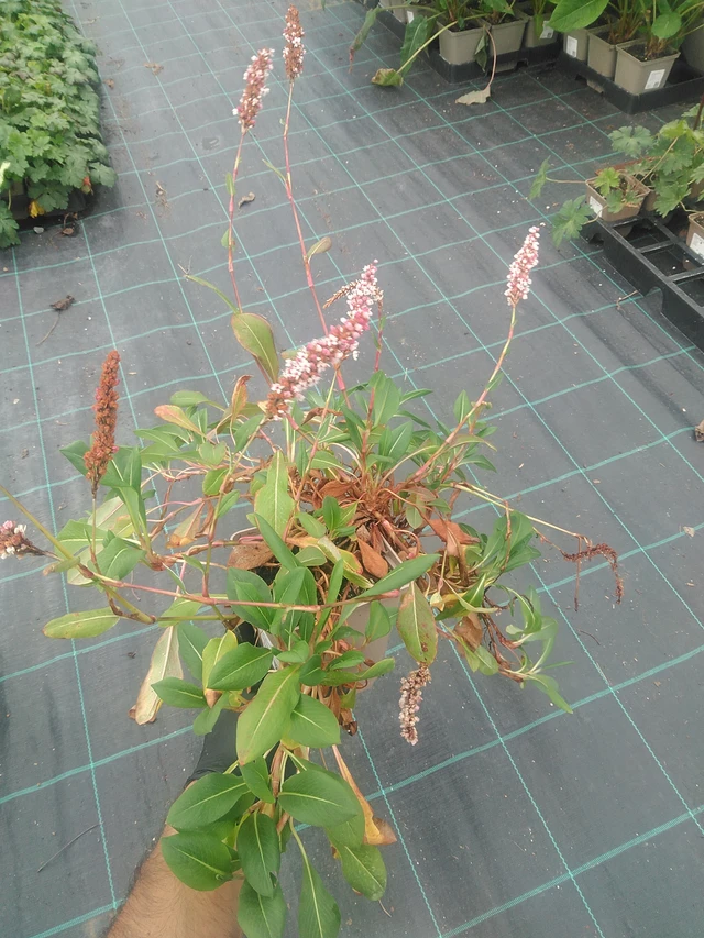 Konnantatar Superba - 10. 9. 2025