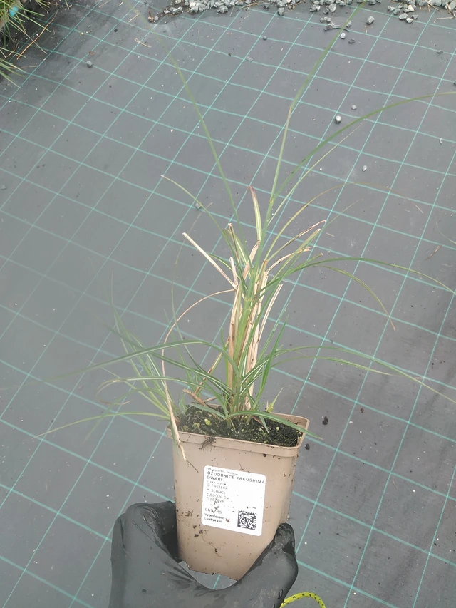 Miscanthus Yakushima Dwarf - 4. 8. 2025