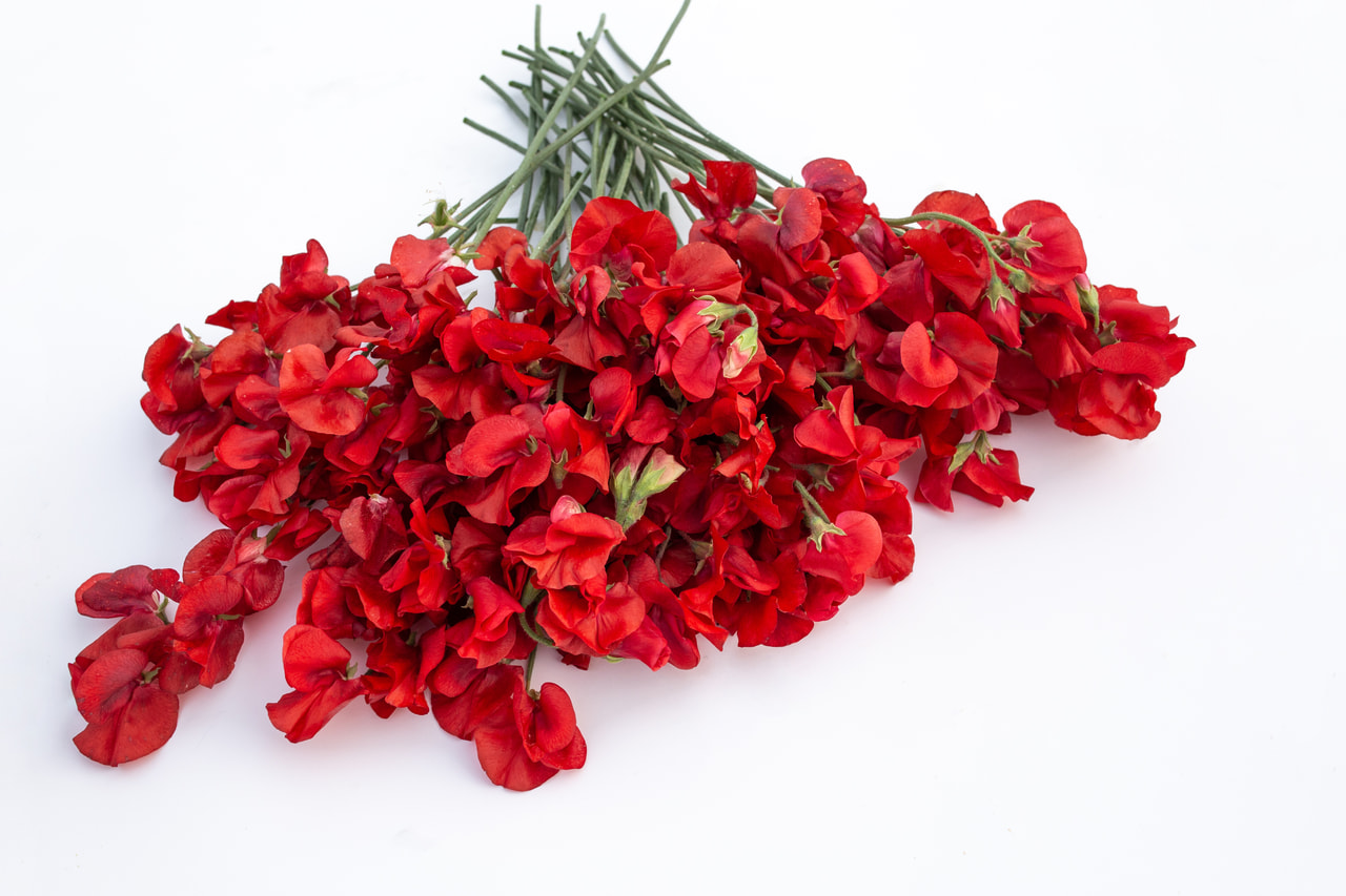 Lathyrus Winter Sunshine Scarlet, Loukykvět