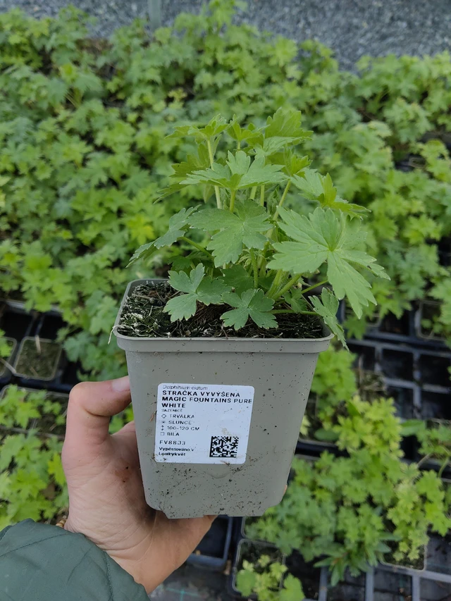 Jaloritarinkannus Magic Fountains Pure White - 21. 4. 2026