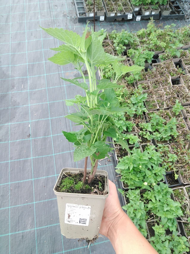 Iiso Alabaster - 10. 9. 2025