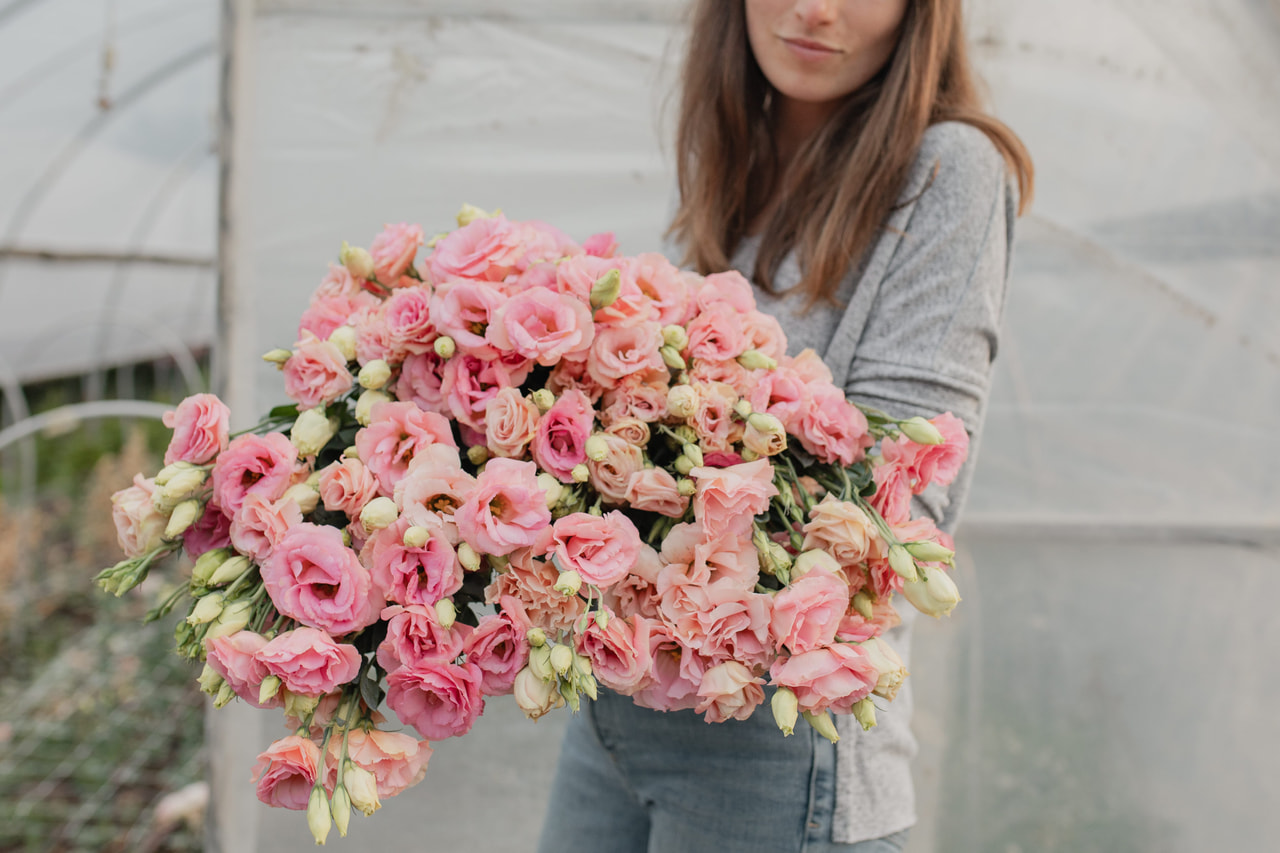 Lisianthus Arena 3 Apricot, Loukykvět