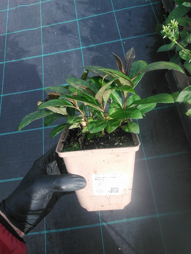 Leimu Sweet Summer Melody - 13. 10. 2025