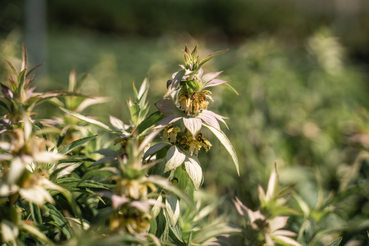 Monarda punctata, Loukykvět