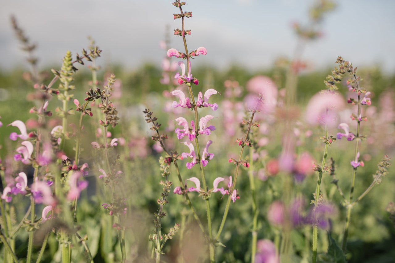 Salvia pratensis Rose Rhapsody, Loukykvět