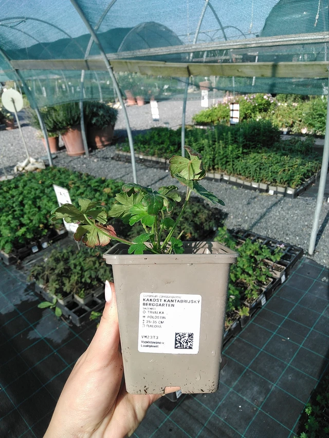 Kembridžas gandrene Berggarten - 13. 7. 2026