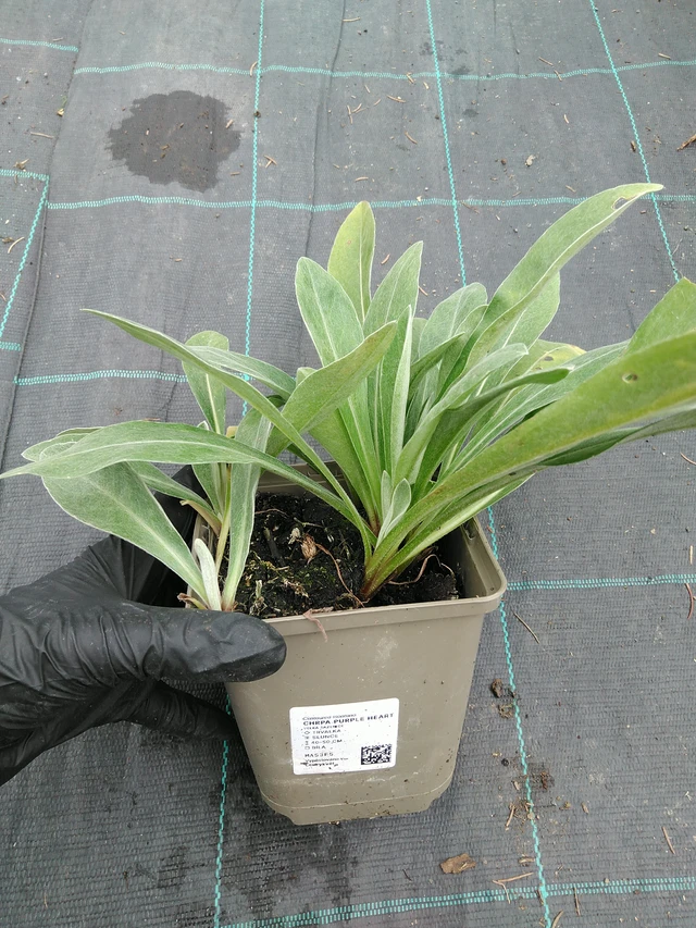 Vuorikaunokki Purple Heart - 10. 9. 2025