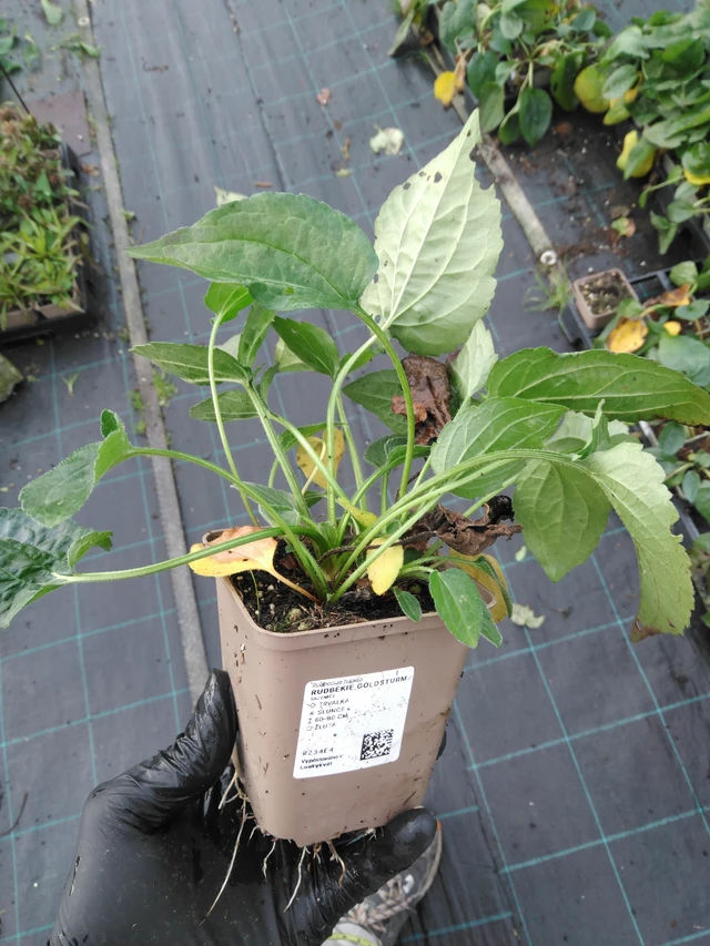 Sädepäivänhattu Goldsturm - 23. 10. 2025