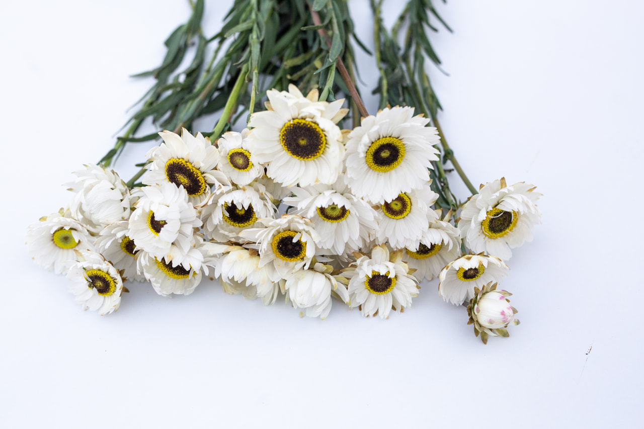 Zonnestrobloem Pierrot White, Loukykvět